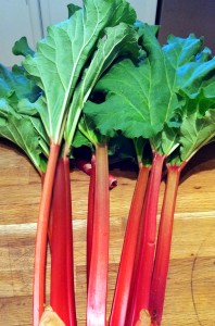 freshly picked rhubarb